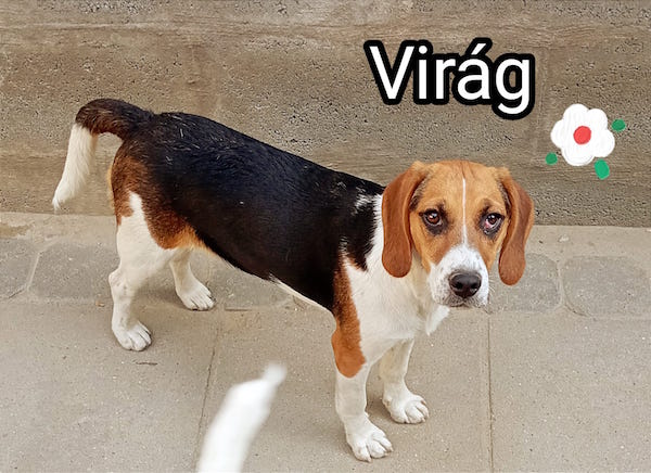 Virág