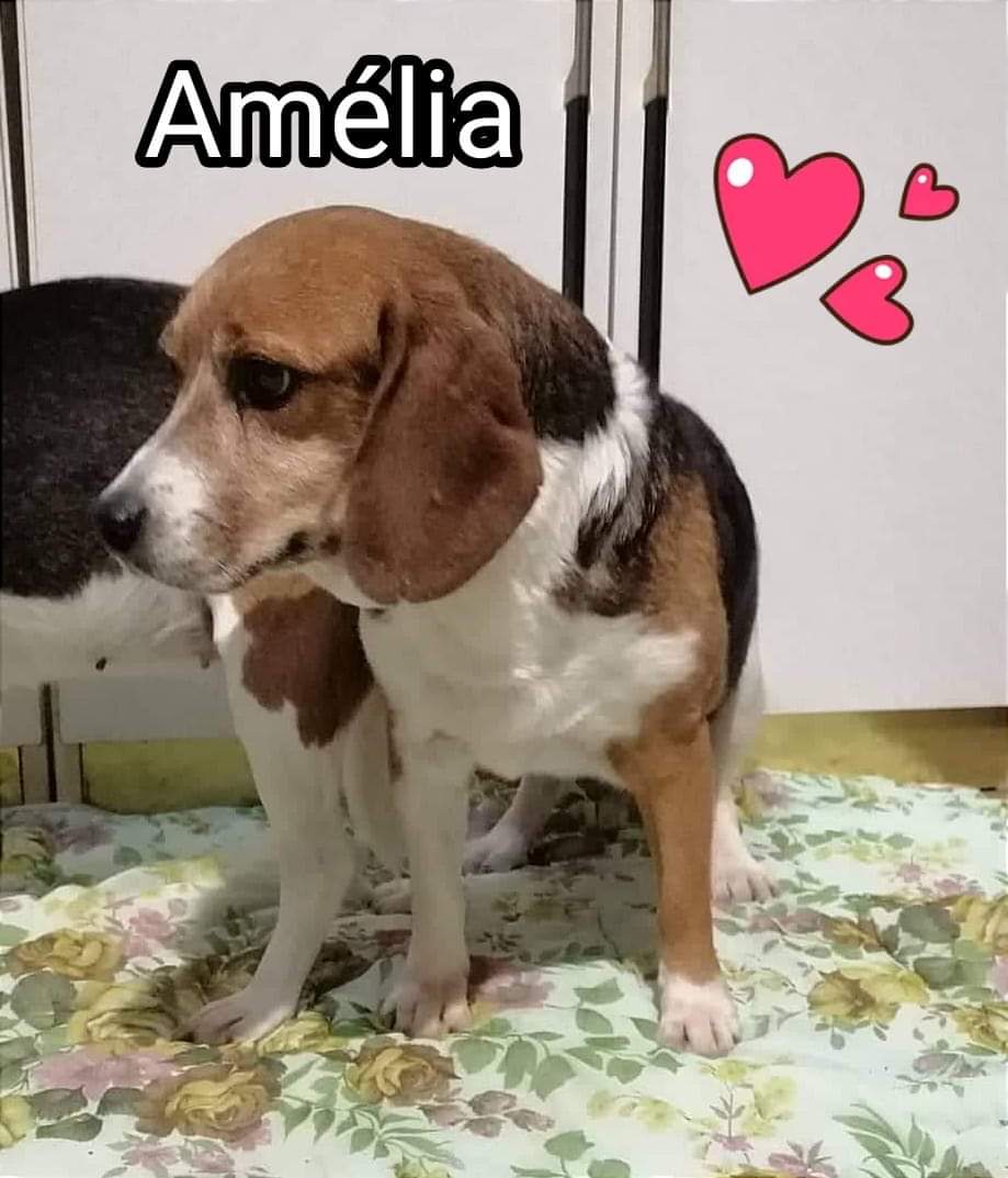 amelia