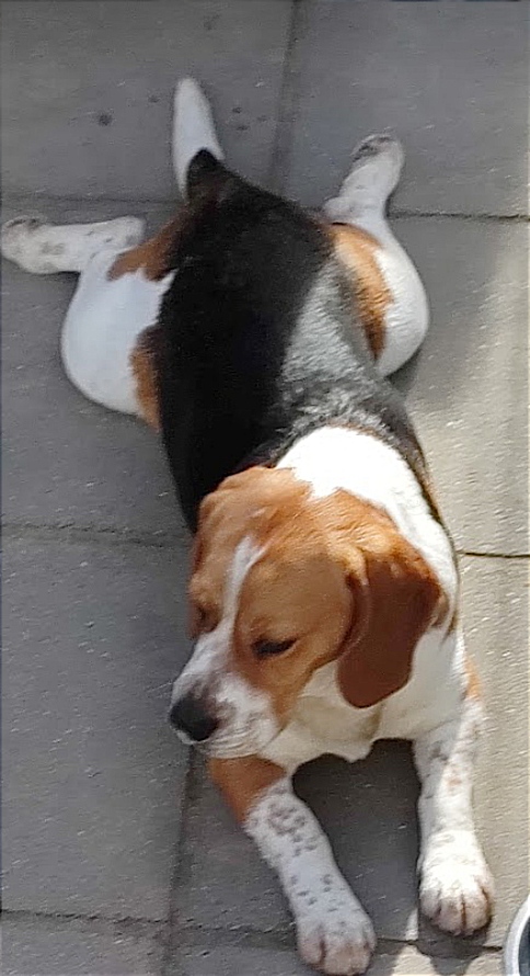 cooper
